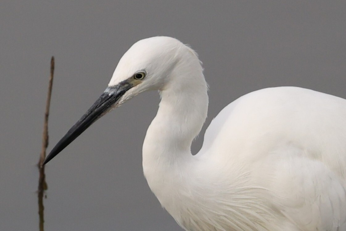 Little Egret